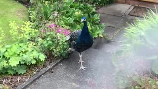 Wild peacock 🦚 birds