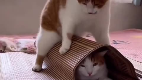 Cat fight funny video