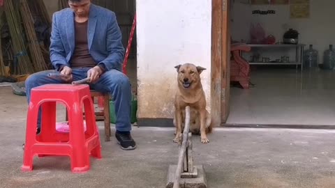 Dog training