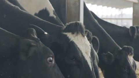 Cows eating Silage in a large dairy farm, milk production