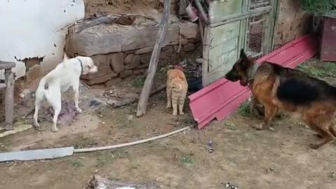 Cat Dogs Fight | Cat Destroyed Alone Dogs