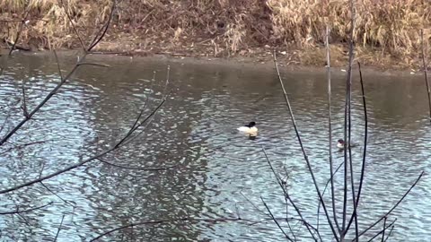 American mergansers Humber River Toronto