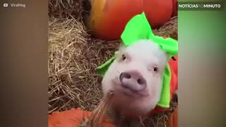 Estes animais já estão prontos para o Halloween