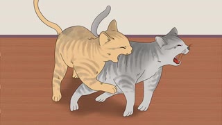 KNOW THE BEHAVIOR OF YOUR CATS