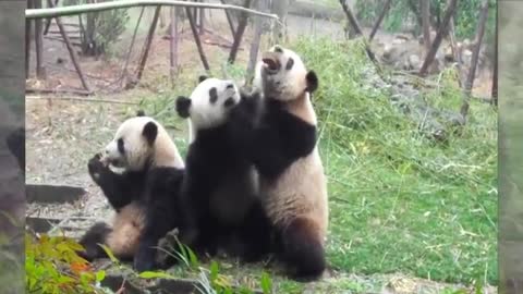 Funny panda compilation