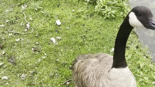 Geese in lines in lake