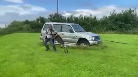 dog training protection