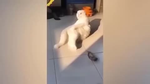 New funny cat and dog video 🤣🤣🤣🤣🤣