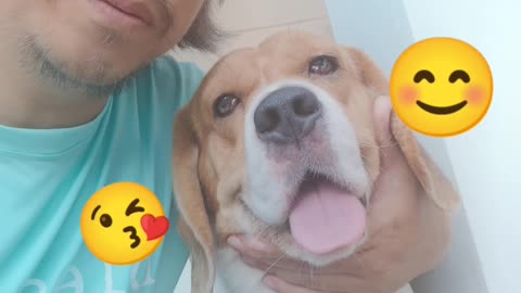 BEAGLE the cutest dog:-) name's tootie