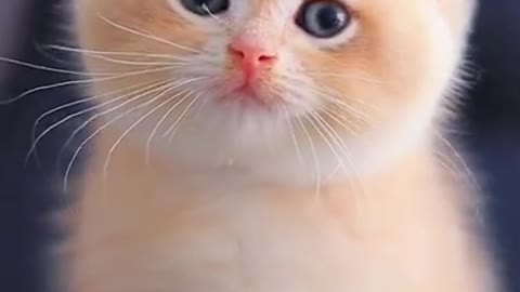 Cute cat