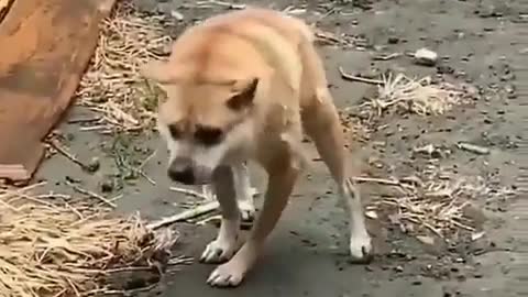 World's Most Odd Dog | Never Seen Before | Amazing Animal Videos 2020