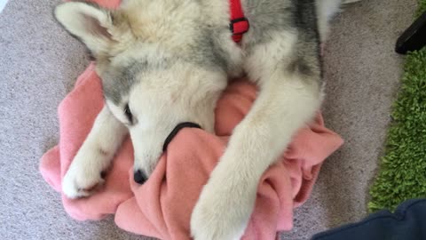 Husky puppy suckles blanket while sleeping
