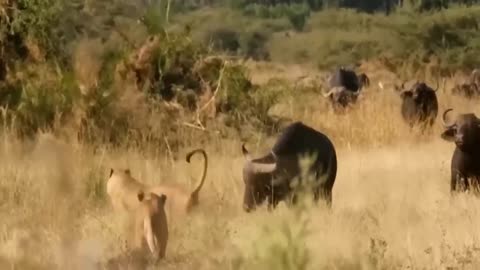 Aghast!!! | The Brutal Moment when the fierce lion could not avoid tha giant lizards bites