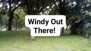Windy Out There!