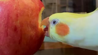 Parrot devours delicious apple!