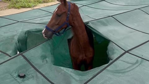 Someone’s Horse Fell Into My Pool