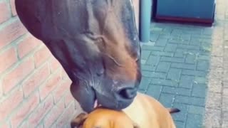 The love between a horse and a dog.
