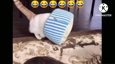 Funny cats video