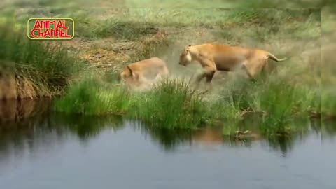 Most Amazing Big Cats Hunting Attack Compilation Cheetah Lions Jaguar Leopard part 2