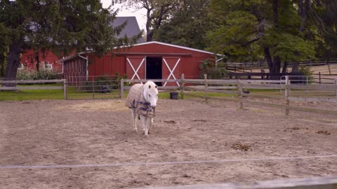 White Horse Walking Around Pen Near a Red Barn