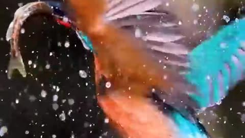 Kingfisher Catching A Fish 4K HD Video By Nature.