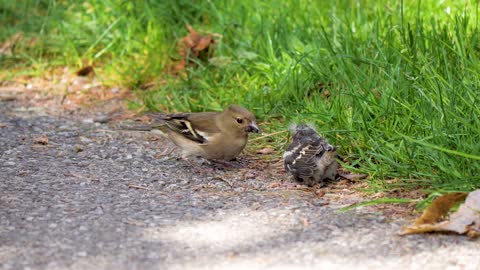 oisillon bird chick