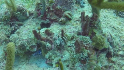 Jellyfish Season! Scuba Dive in Cayo Luis Peña, Culebra | Travel Puerto Rico