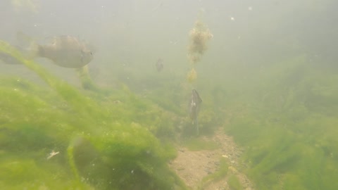 Underwater video of fish swimming in the Pedernales River in Texas.