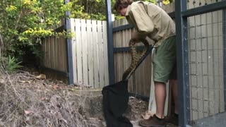 Massive Python Retrieved from Under House