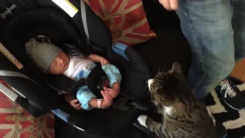 Cats Meeting Babies 4 the FIRST Time
