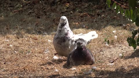 Birds Mating