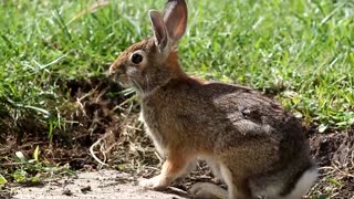 Rabbit sniffing around