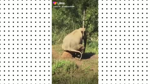 Funny elephant moments