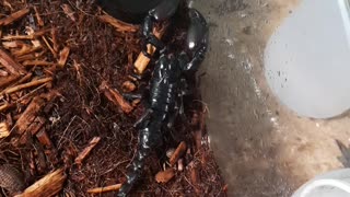 Asian Forest Scorpion Out and About