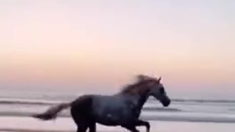 The horse is running on the beach
