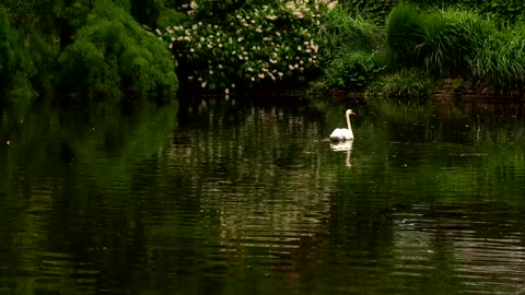 White swan on a calm lake