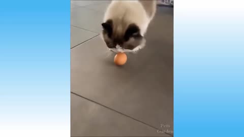Cute cats funny clips