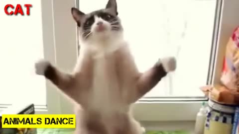 FUNNY ANIMALS DANCE - FUNNY CAT DANCING