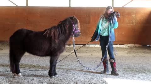 FIRST TIME LUNGING OUR MINIATURE HORSE