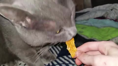 Cat eats Ghost Pepper chip 🐈