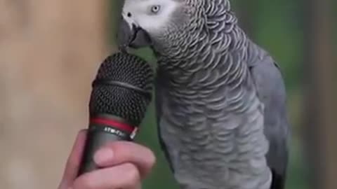 Parrot making sounds of cat, dog, water, laser been and lot more.