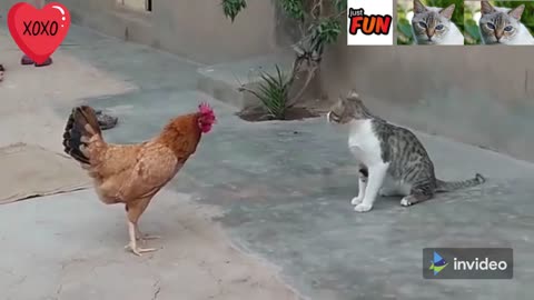 Cat vs hen funny