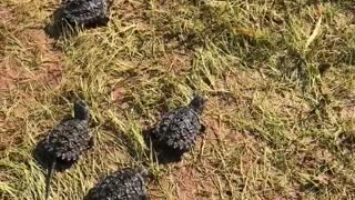 Returning 60 Snapping Turtle Hatchlings to the Wild