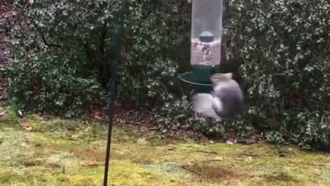 Funniest Squirrel trying to get nuts and loses balance