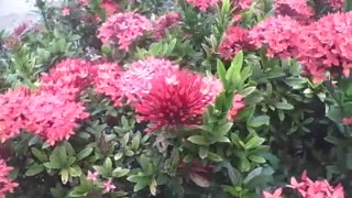 Beautiful garden of red ixora flowers, they are very pretty! [Nature & Animals]