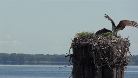 Osprey Birds Nest 2021.