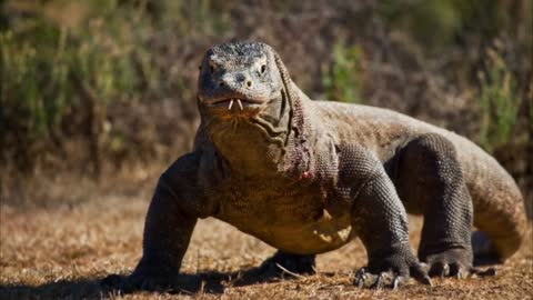 Komodo Dragon Eats and Swallows Baby Tuna Fish