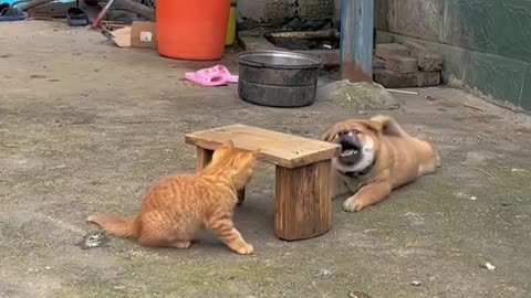 Dog Play With Cat Very Funny moments 🤣Target 100 rumble followers