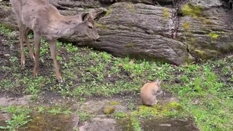 Rumble Viral Video Fawn listens to human's advice to be gentle to bunny rabbit