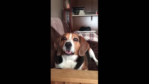 After A Beagle Defends The Farm, There’s A Hilarious Man-Dog Conversation